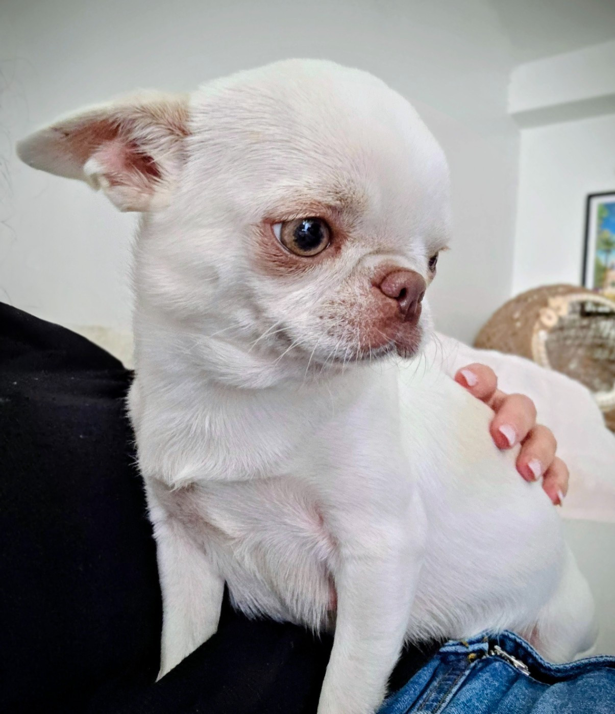 Vanillchka ice Du Palais Des Matriochkas