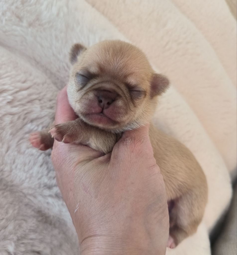 Du Palais Des Matriochkas - Chiots disponibles - Chihuahua
