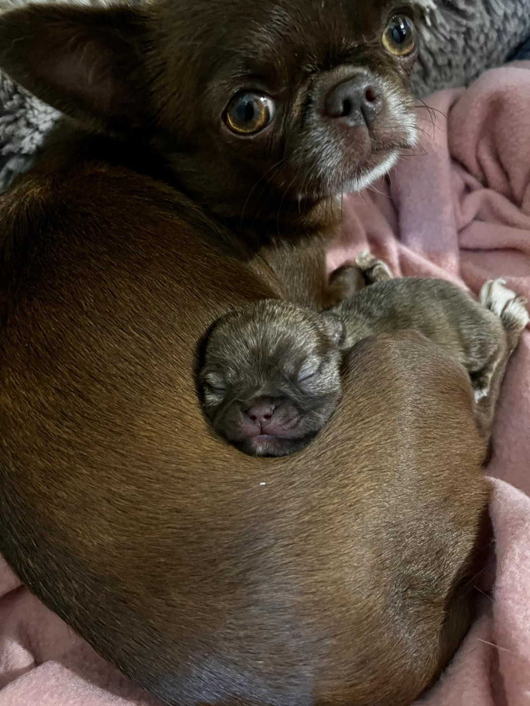 Du Palais Des Matriochkas - Chihuahua - Portée née le 02/10/2025