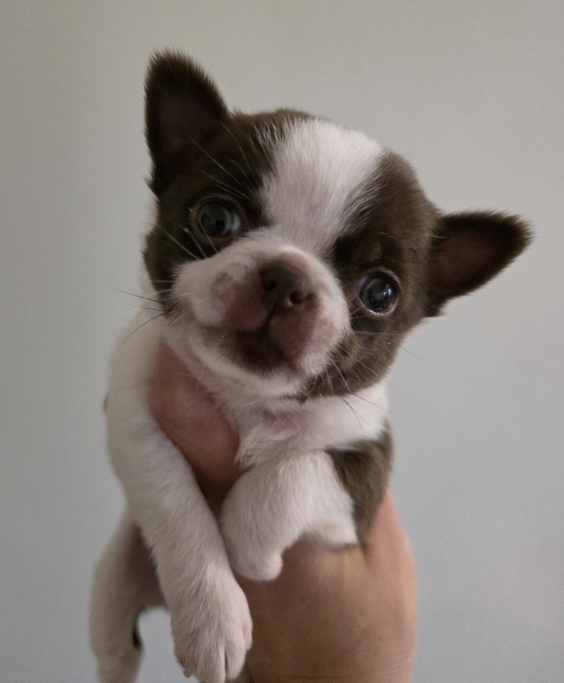 Du Palais Des Matriochkas - Chiots disponibles - Chihuahua