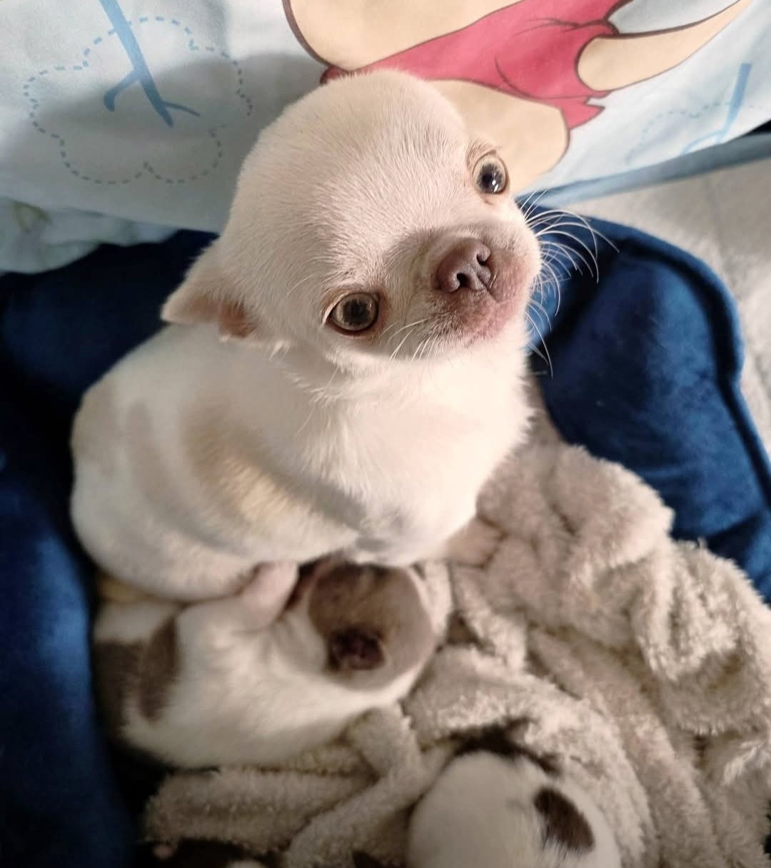 Du Palais Des Matriochkas - Chihuahua - Portée née le 02/02/2026