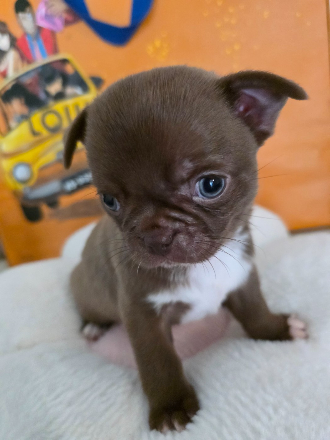 Du Palais Des Matriochkas - Chiots disponibles - Chihuahua