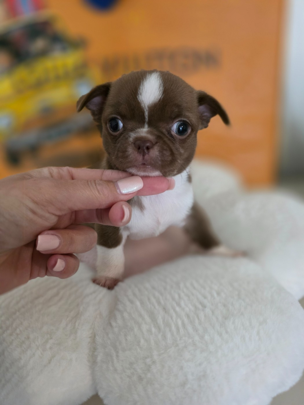 Du Palais Des Matriochkas - Chiots disponibles - Chihuahua