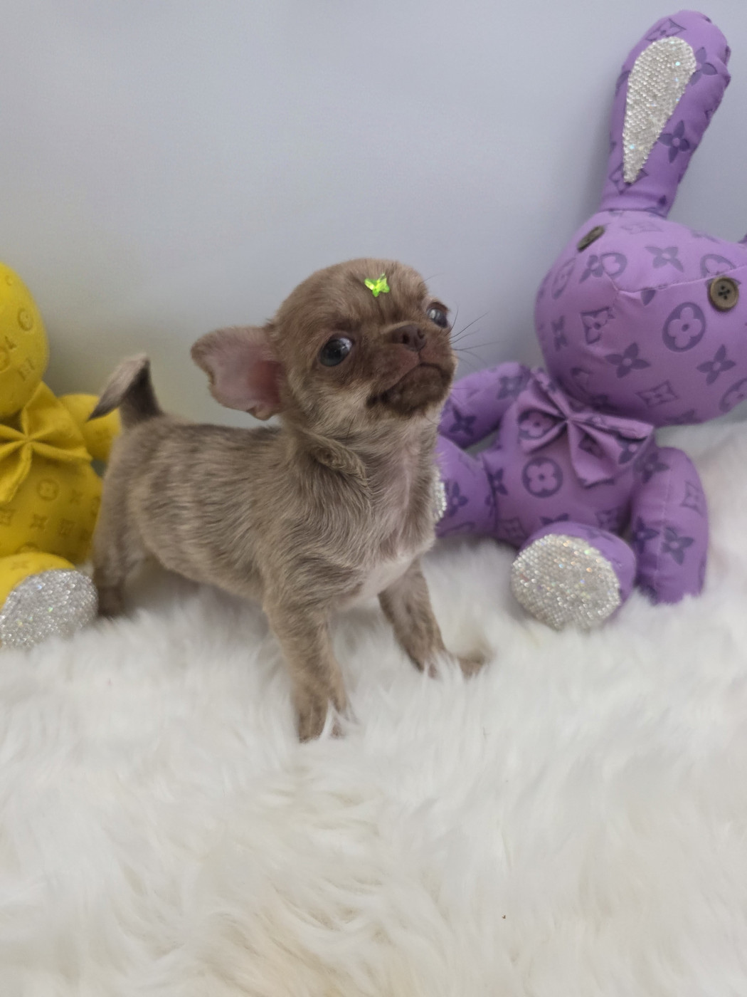 Du Palais Des Matriochkas - Chiots disponibles - Chihuahua