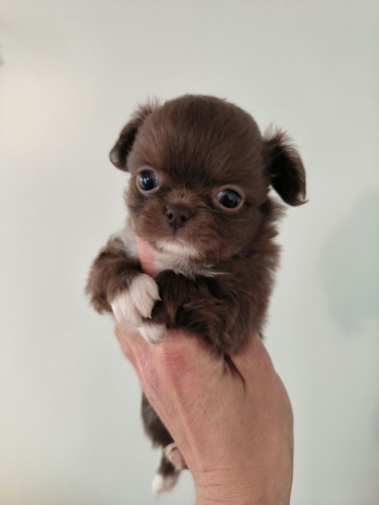 Du Palais Des Matriochkas - Chiots disponibles - Chihuahua